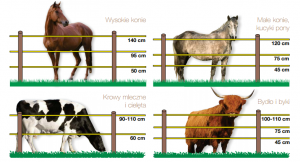 wysokość słupków dla koni i bydła